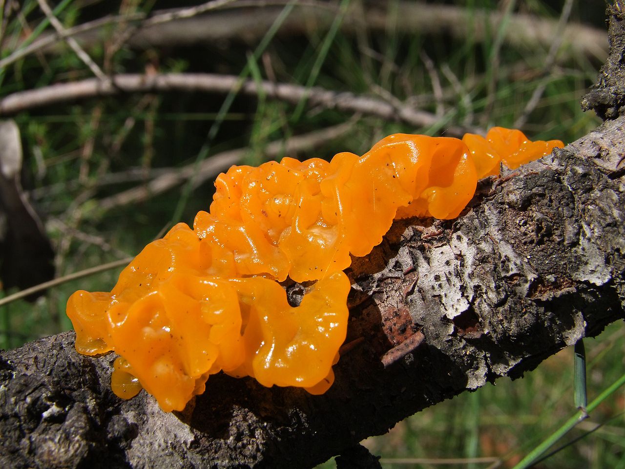Представитель Класса Tremellomycetes